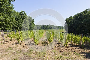 Grapevine, access road, and forest  