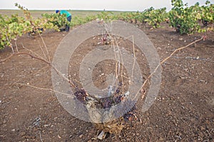 Grapevine affected by the yesca disease