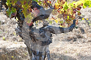 Grapevine in autumn, ancient grapevine of Hess Collection