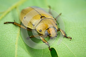 Grapevine beetle closeup