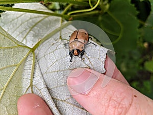 A grapevine beetle Pelidnota punctata crawling on a grape leaf held by a personâ€™s hand.