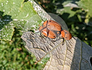 Grapevine beetles Pelidnota punctata attempting to mate on the underside of a grape leaf in the sun.