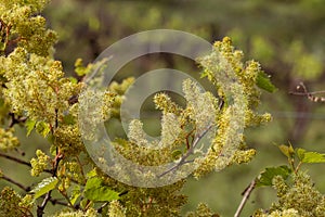 Grapevine blooms, springtime grapevine bloom, close up