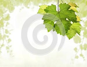 Grapevine border with detail of leaves and blurred background of vine