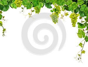 Grapevine border with grapes