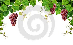 Grapevine border with wine grapes