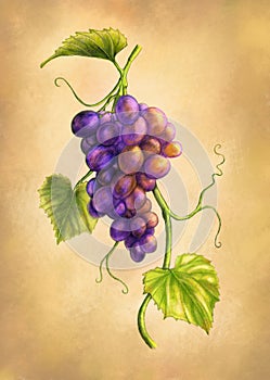 Grapevine branch with grapes and leaves
