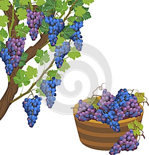 Grapevine branch with green leaves, blue bunch and basket of grapes