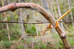 Grapevine branch tied