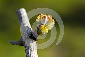 Grapevine Budbreak Vineyard Okanagan Valley