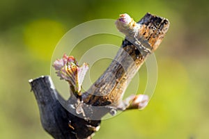 Grapevine Budbreak Vineyard Okanagan Valley