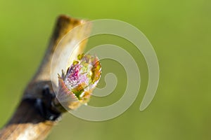 Grapevine Budbreak Vineyard Okanagan Valley