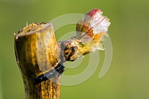 Grapevine Budbreak Vineyard Okanagan Valley