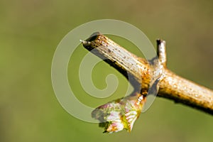 Grapevine Budbreak Vineyard Okanagan Valley