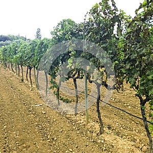 Grapevine, bushes growing on ground in vineyard