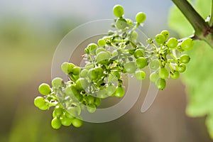 Grapevine Chardonnay