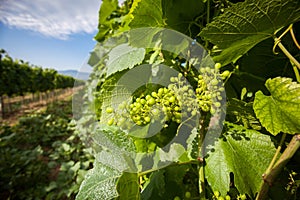 Grapevine Chardonnay