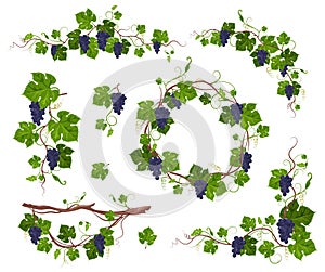 Grapevine climbing plant with purple grapes set, flat vector isolated illustration. Grape vine creeper.