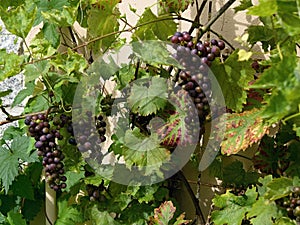 Grapevine climbing on the wall, with ripening grapes