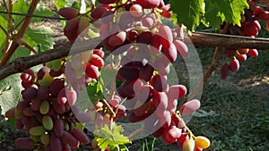 Grapevine with clusters of pink grape on vineyard in sunny day