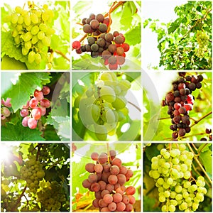Grapevine collage