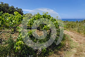 Grapevine on Corfu Island, Greece