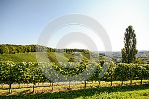 Grapevine and cottonwood tree in a vineyard in late summer, South Styria Austria