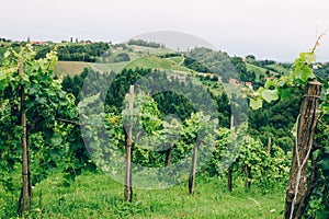 Grapevine cultivation in Southern Styria