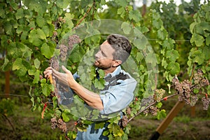 grapevine cut by vinedresser with scissors, summer