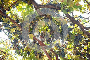 Grapevine with dark grape and green leaves