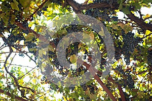 Grapevine with dark grape and green leaves