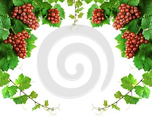 Grapevine decoration border