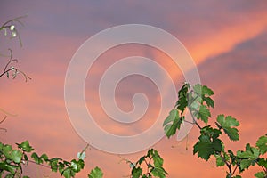Grapevine detail over sunset sky