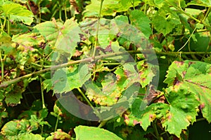 Grapevine diseases. Anthracnose of grapes ElsinoÃÂ« ampelina is a fungal disease that affects a grape leaves photo