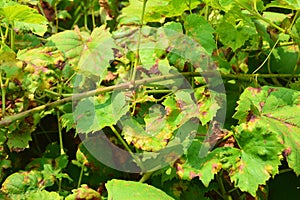 Grapevine diseases. Anthracnose of grapes ElsinoÃ« ampelina is a fungal disease that affects a grape leaves