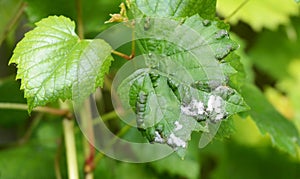Grapevine diseases. Downy Mildew Plasmopara vitikola is a fungal disease that affects a grape leaves. photo