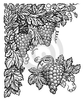 Grapevine engraving. Corner with vine. Vining plant with grapes, tendrils and leaves. Vineyard, harvest for wine making