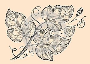 Grapevine engraving vintage style. Twig of a creeping plant with leaves and tendrils. Vine sketch vector illustration