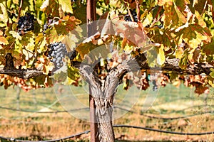 Grapevine in Fall