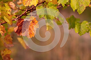 Grapevine in the fall. Autumn vineyard. Soft focus.