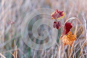 Grapevine in the fall. Autumn vineyard. Soft focus. Toned image