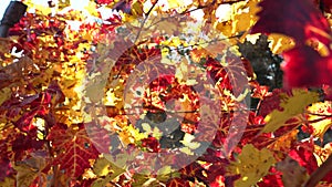 Grapevine in fall. Colorful foliage of grapes. Grape field in autumn. Wine production. Beautiful autumn background