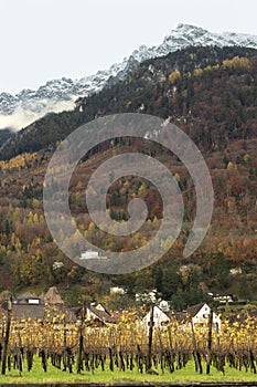 Grapevine field in Liechtenstein