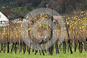 Grapevine field in Liechtenstein