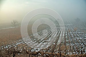 Grapevine field in a winter day 