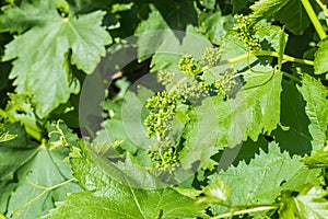 Grapevine flower buds developing into flowers isolated against grape leaves