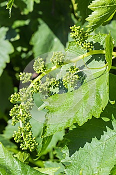 Grapevine flower buds and leaves growing in organic vineyard with blurred background and copy space