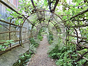 Grapevine forming a tunnel