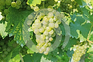 Grapevine with fresh green grapes