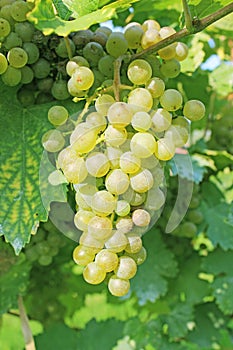 Grapevine with fresh green grapes